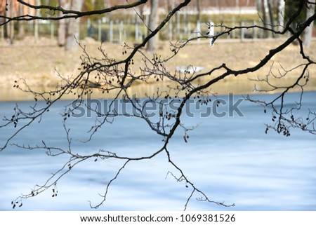 In the spring the ice melts on the lake and the buds have not yet blossomed on the branches of the tree