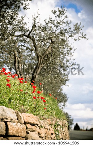 Tuscan Poppies and Olive trees. Toned vignetted shot