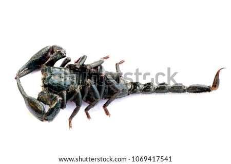 Emperor Scorpion, Pandinus imperator, in front of white background