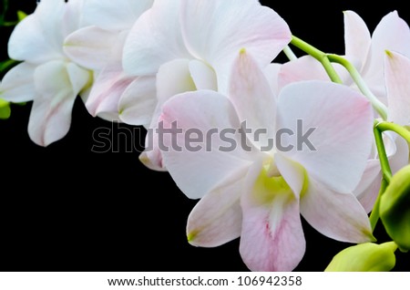 Pink orchid on a black background.