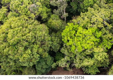 Beautiful landscape with trail in the forest park of Amazon, jungle with several trees