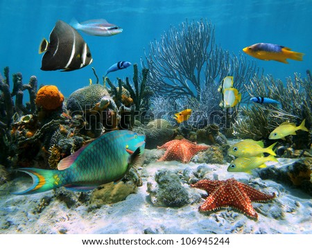 Coral reef with starfish and colorful tropical fish, Caribbean sea Royalty-Free Stock Photo #106945244