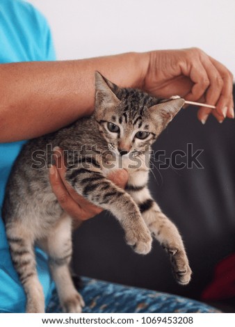 unidentified kitten cat owner handle black stripes tiny two months young kitty for routine hygienic cleaning with special pet cotton buds care tool