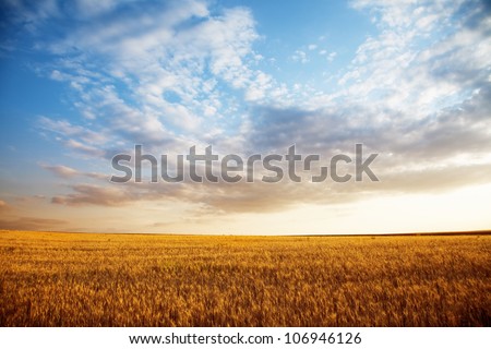 Summer landscape - wheat field at sunset Royalty-Free Stock Photo #106946126