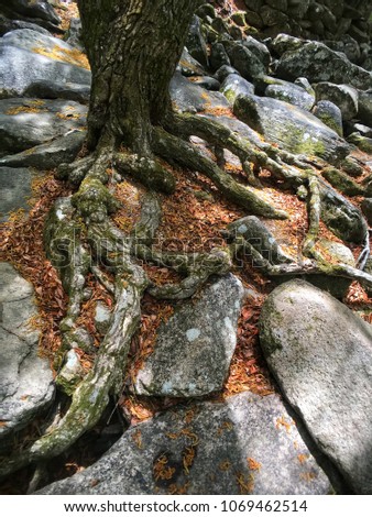 The tree’s root with rock in the natural