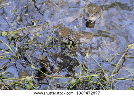 wild frog water