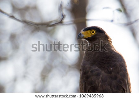 Serpent eagle sitting on a tree branch