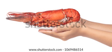 Hand holding Lobster on dish isolated on white background
