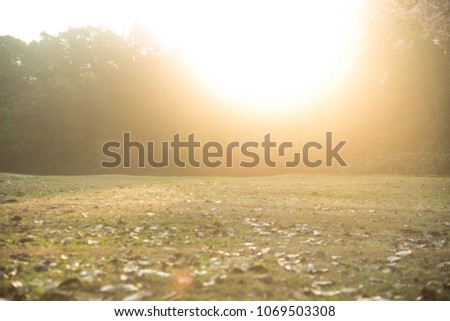 a blurred and soft  picture of the dry and brown leave  in the morning sunlight