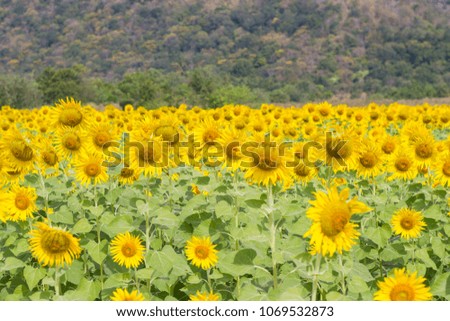 Sunflower field in China and Lopburi, It is the largest sunflower field and Behind the beautiful mountain.