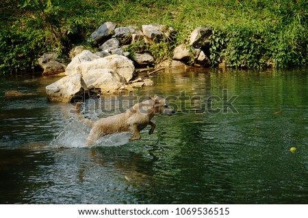 Yellow Labrador retriever swimming and playing tennis balls in the natural pond with beautiful water background. Water in the pond are bright green and so cold make the dog refreshing and joyful.