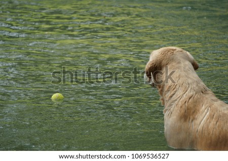 Yellow Labrador retriever swimming and playing tennis balls in the natural pond with beautiful water background. Water in the pond are bright green and so cold make the dog refreshing and joyful.