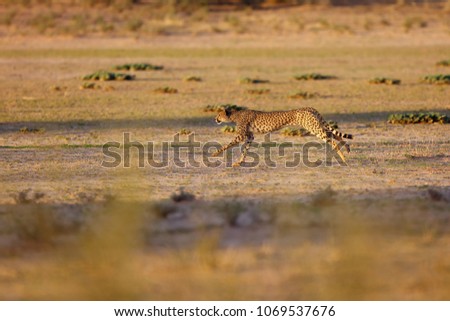 Cheetah (Acynonix jubatus) in the desert.The cheetah is going to attack.Cheetah in running, photo of wildlife from Kalahari.