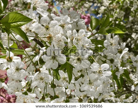 lose-Up Of White Flowers Blooming On Tree