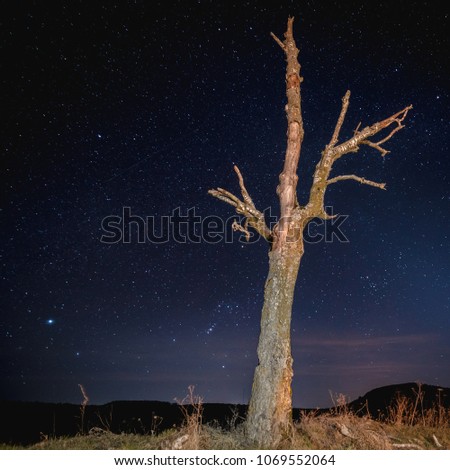 starry sky at night, space, one tree among felled forest, felling of forest, massive felling of trees in the forest, concept of conservation of nature, value of trees, ecological catastrophe, problem