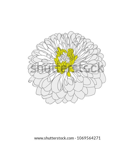 Beautiful isolated hand-drawn flower of chrysanthemum. Element for design.