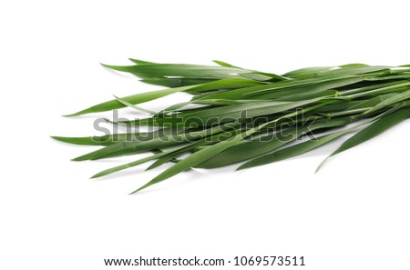 Green young wheat isolated on white background