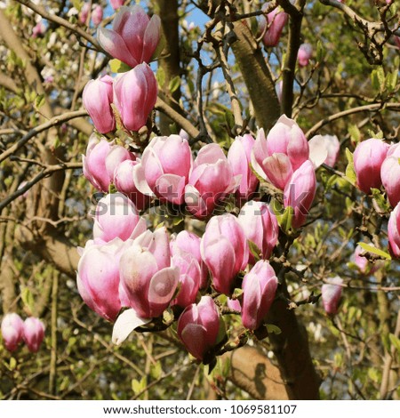 blooming magnolia tree in the park