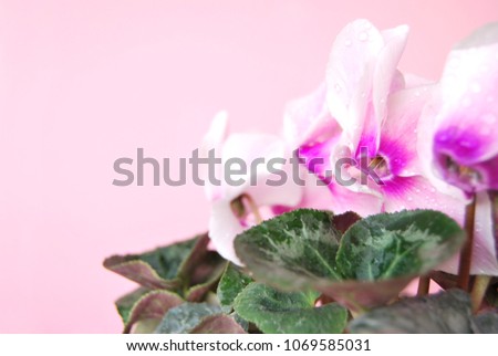 A bush of pink  cyclamen flowers close up on pink background