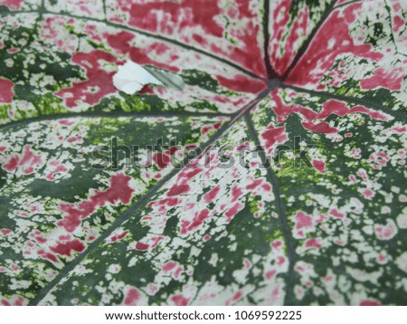Beautiful Colocasia(habarala) flower