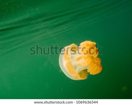 Jellyfish (Mastigias papua etpisonii). Jellyfish lake, Palau