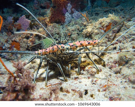 Painted Crayfish (Panulirus versicolor) on the reef bottom.