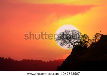 sunset with silhouette of tree in the sea