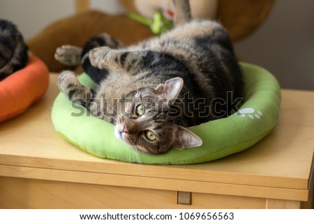 Cute marble cat in lime green cat bed asking for attention and trying to be the cutest pet, eye contact, plushy teddy bear on background