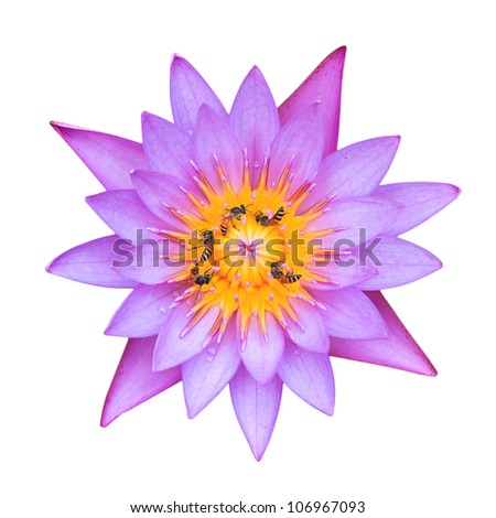 Purple lotus with many bee on white background