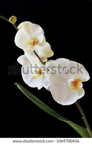Beautiful white Phalaenopsis orchid isolated on black background. Vertical composition.