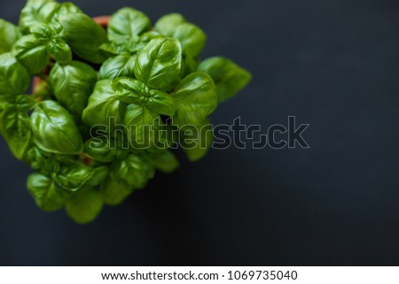 Fresh basil. Back chalk board background. Space for text
