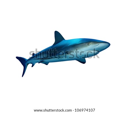 Gray Reef Shark isolated on white background