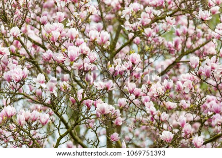 Magnolia Tree in full bloom