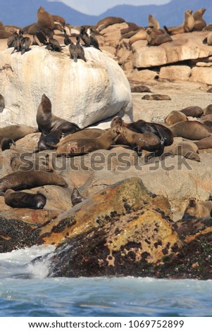 Cape fur seal, Arctocephalus pusillus pusillus, Seal Island, False Bay, South Africa, Atlantic Ocean; an individual  bearing bite wounds from great white shark can be seen at the center of the picture