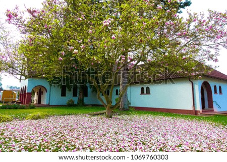 wonderful pink magnolia tree with colorful leaves falling down