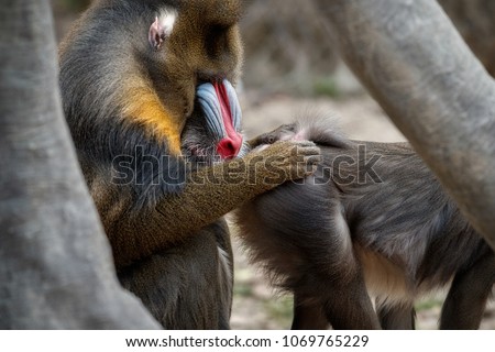 Mandrill monkeys in the nature habitat area. Mandrillus sphinx. Beautiful and critically endangered species in action. 