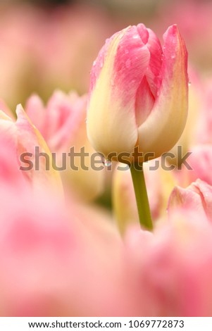 Tulip flower (Tulipa)