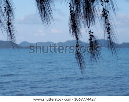 Leaves sea pine tree blur sea background on summer day