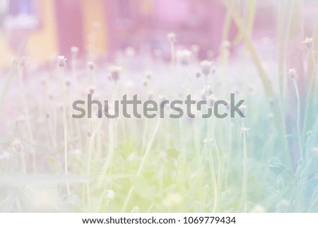 weed flowers in vintage color style blur background
