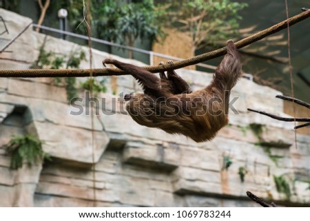 Sloth climbing around its enclosure at the zoo.