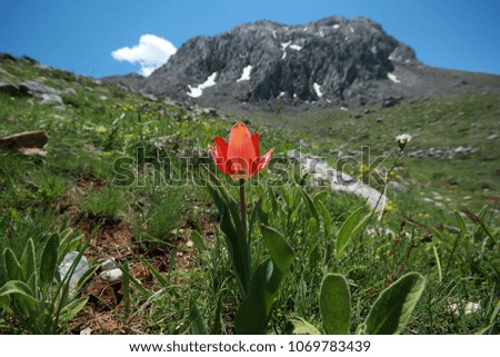 Blooming in the mountains tulip
