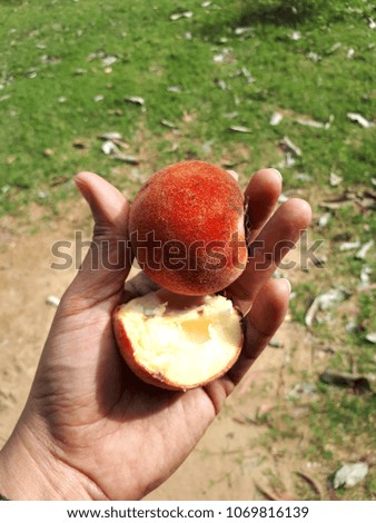 Red fruit ball in the forest