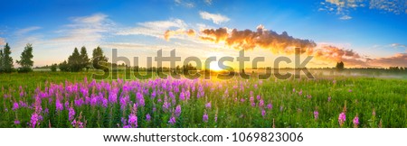 beautiful panorama rural landscape with sunrise  and  blossoming meadow. purple flowers flowering on spring field. wild flowers blooming on sunset. summer panoramic view Royalty-Free Stock Photo #1069823006