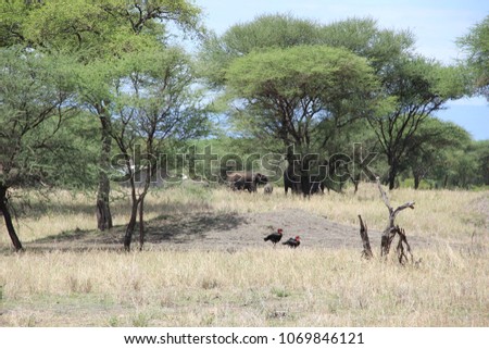Africa, Tanzania, national park-November 24, 2017: birds and elephants walk in the savannah without interfering with each other