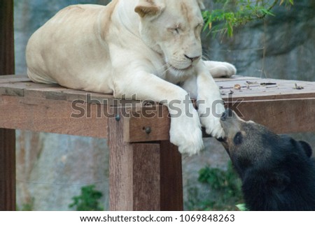 A black bear is playfully biting the paw of a white female lion which is napping on a wooden deck, they are in the zoo