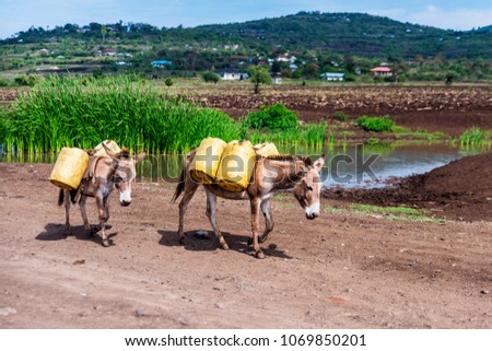 Two donkeys walking along dirt road in rural Kenya. They are fitted with harnesses and transporting panniers filled with stream water for a building site. Rural scene. Royalty-Free Stock Photo #1069850201