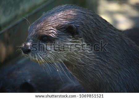 Otter after Swimming