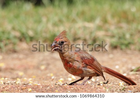 A young Northern Cardinal poses with its fledgling plumage, as photographed in Saint Louis, Missouri, USA.  Colors in nature and beauty of freedom, inspired by animals living in the wilds. 