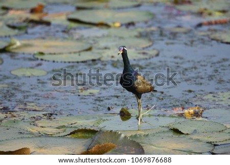 A beautiful Bronzed-winged Jacana standing on lotus leave with lotus flower
