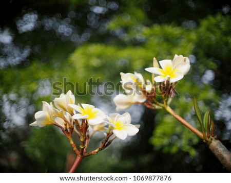 selective focus crop close-up on yellow white flowers of Frangipani, Plumeria, Templetree exotic aroma smell BALI style spa flowers on a sunny day with green garden blur authentic background